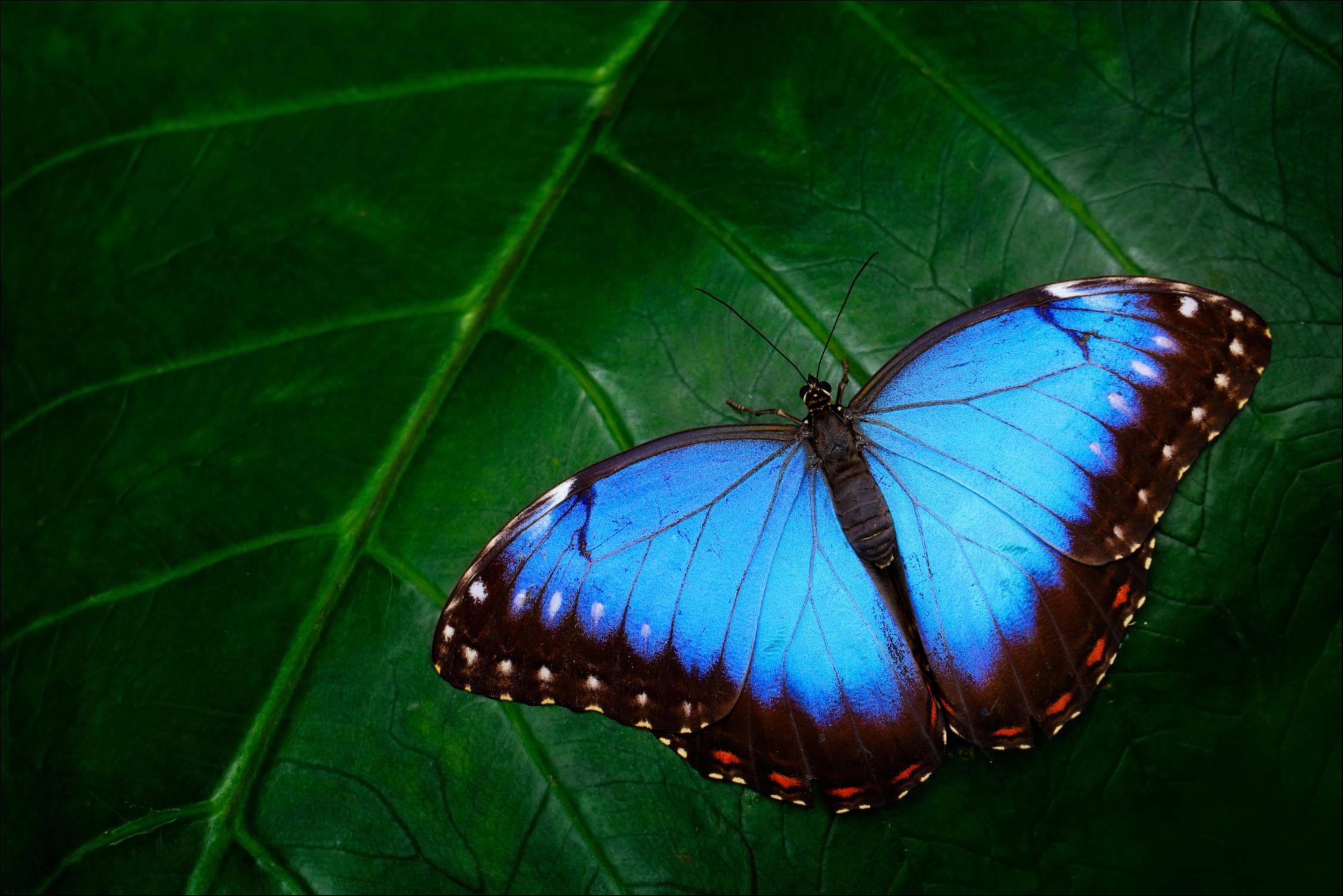 Farfalla blu (Morphinae)