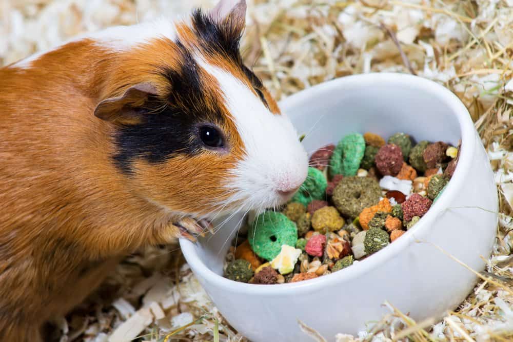 Una cavia calico con la mano su una ciotola di cibo secco per animali domestici con trucioli di legno sullo sfondo.