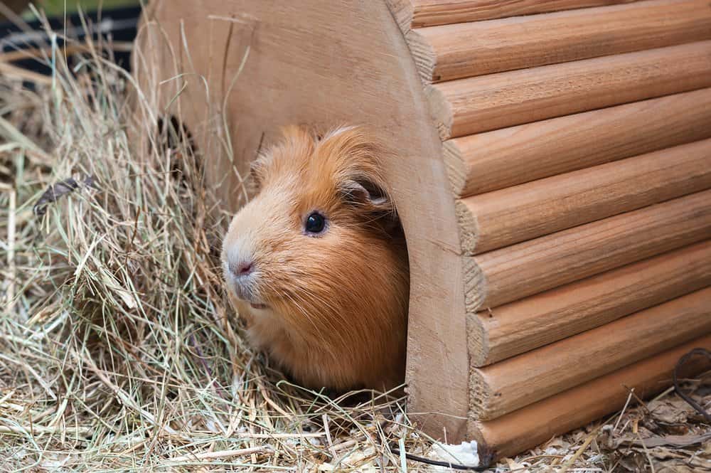 Una cavia bruno-rossastra che spunta da una casa di legno vicino a un mucchio di paglia.