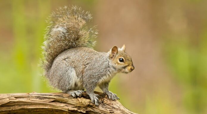 Gli scoiattoli grigi vanno in letargo?
