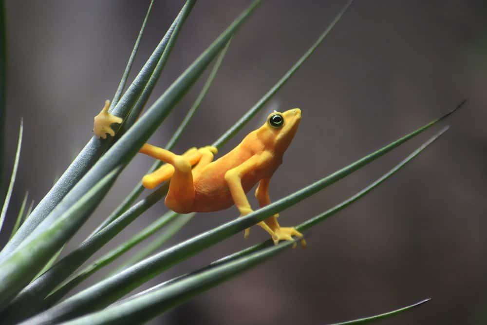 Una rana dorata panamense in equilibrio su una pianta erbacea.