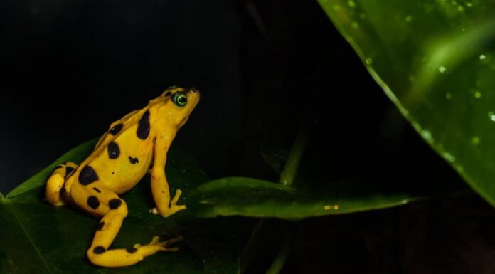 A close-up side profile of a Panamanian Golden Frog with vegetation in the background.