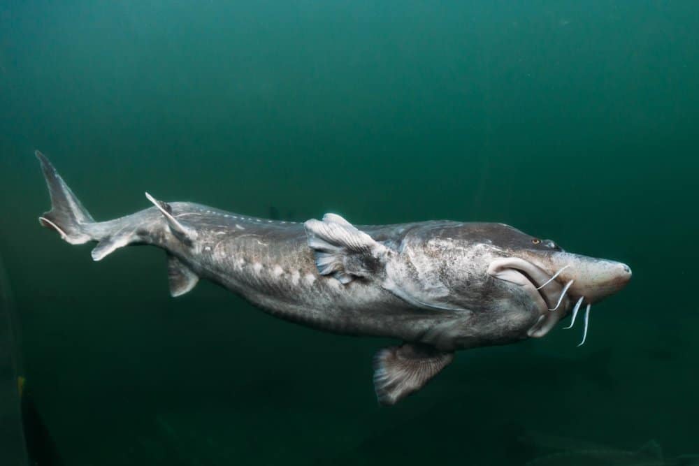Il più grande storione mai catturato era uno storione beluga che pesava 3.463 libbre