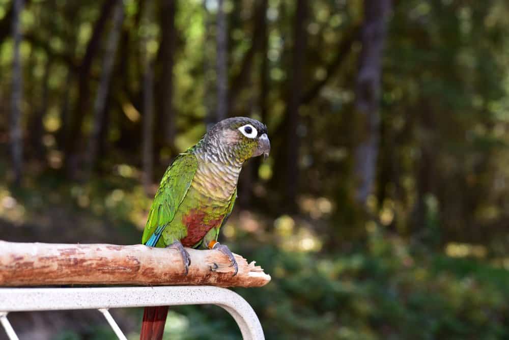 Un pappagallo dalle guance verdi etichettato appollaiato su un ramo di un albero con alberi sullo sfondo.