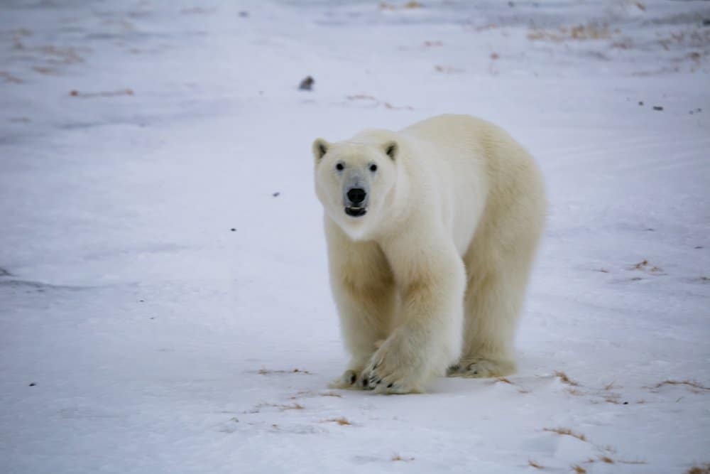 La mascella di un orso polare può esercitare fino a 1.200 psi