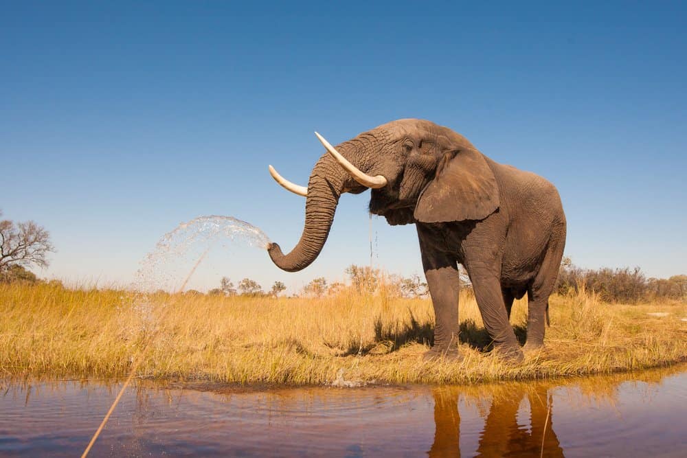 Un elefante con grandi zanne in piedi in un campo erboso vicino a uno specchio d'acqua, che schizza acqua dalla proboscide. 