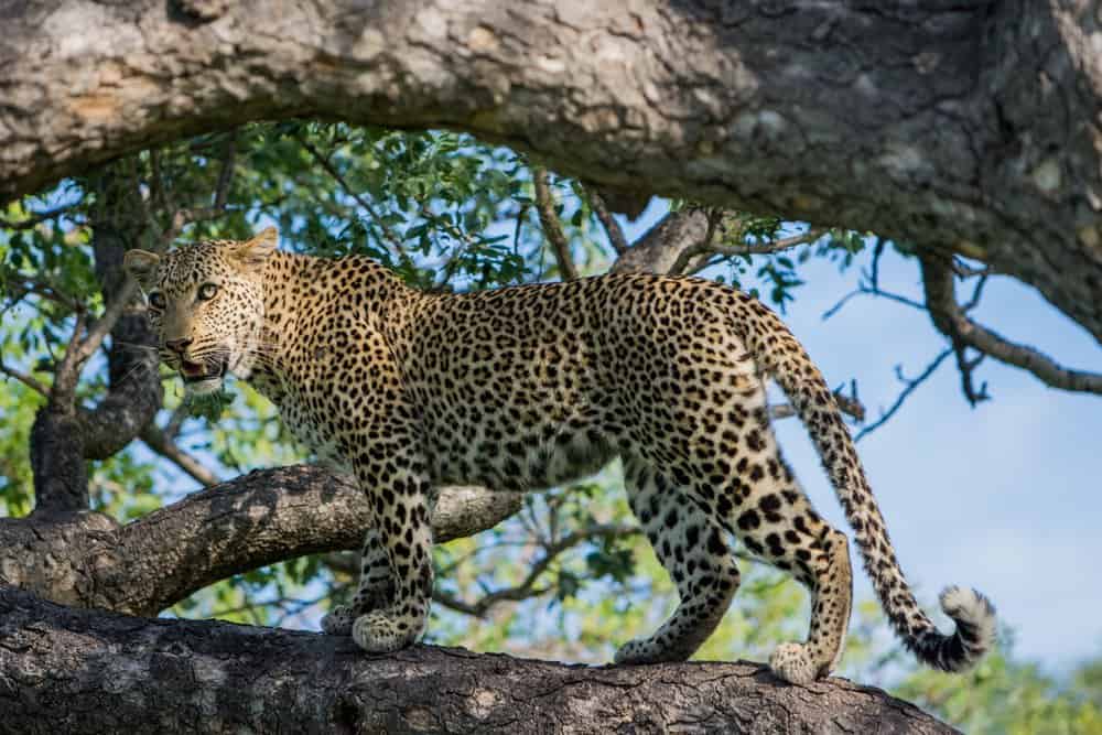 Un leopardo in piedi su un ramo di un albero che sembra attento.