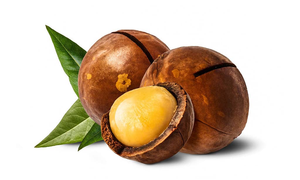 Le noci di macadamia sono tossiche per i cani