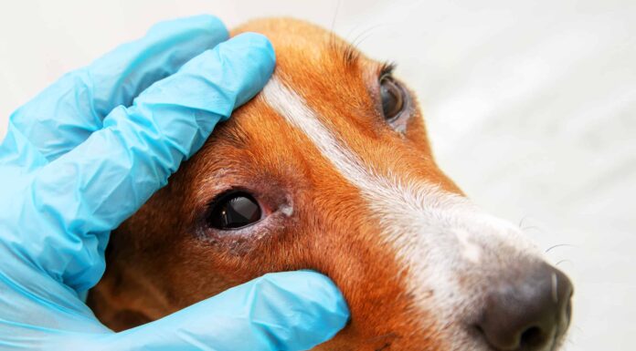 Eye Boogers (scarico): i motivi per cui e come aiutare il tuo animale domestico
