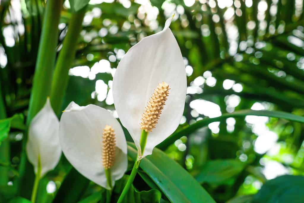 Fiori bianchi del giglio di pace che crescono nel primo piano del giardino botanico