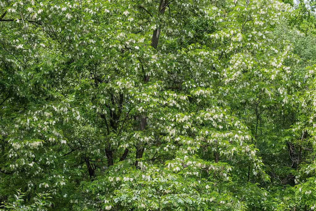 Robinia (Robinia pseudoacacia) alberi che sbocciano fiori bianchi