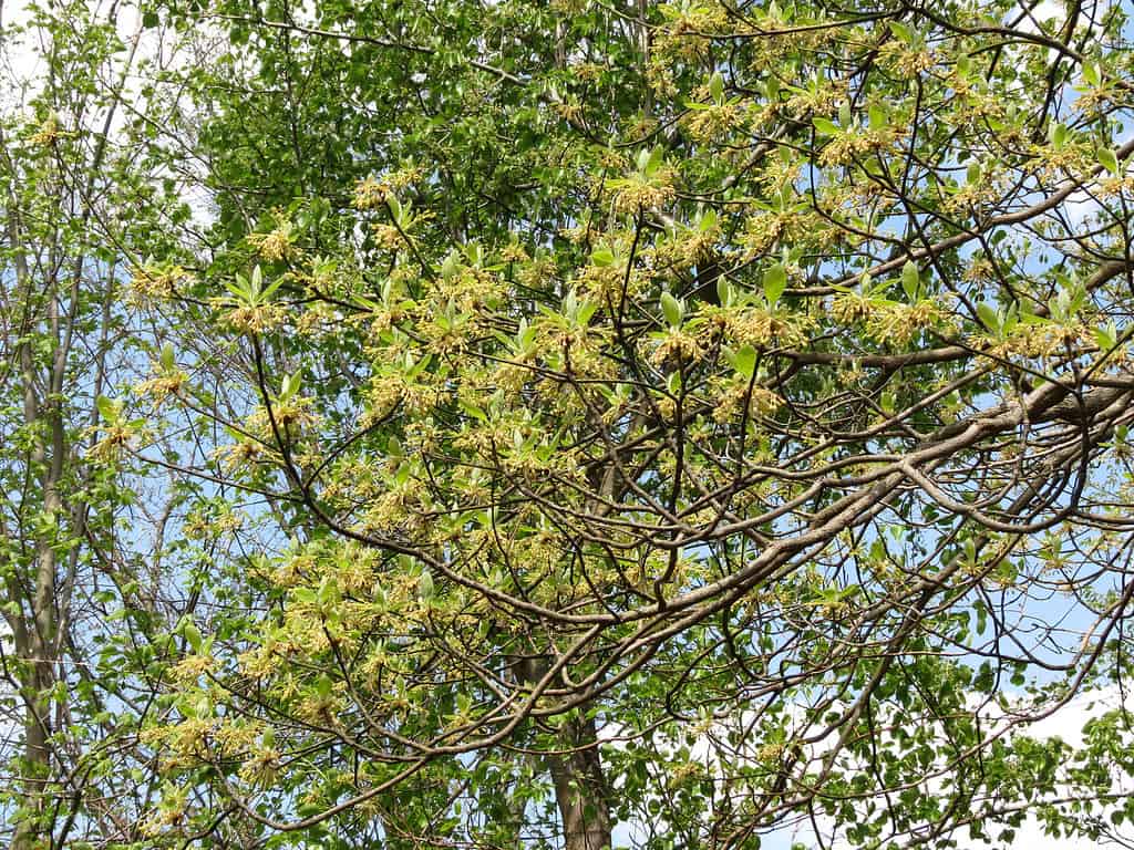 I fiori di sassofrasso attirano gli impollinatori che sostengono la fauna selvatica dell'Ohio