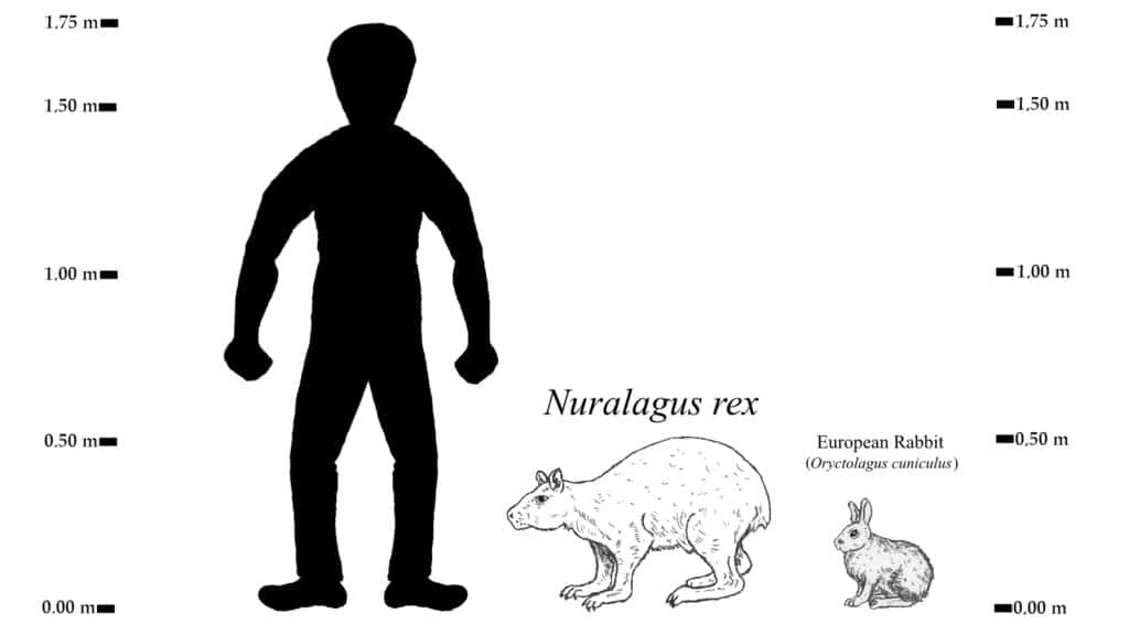 Disegno di confronto delle dimensioni di Nuralagus rex