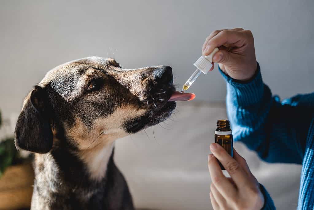 cane che prende olio