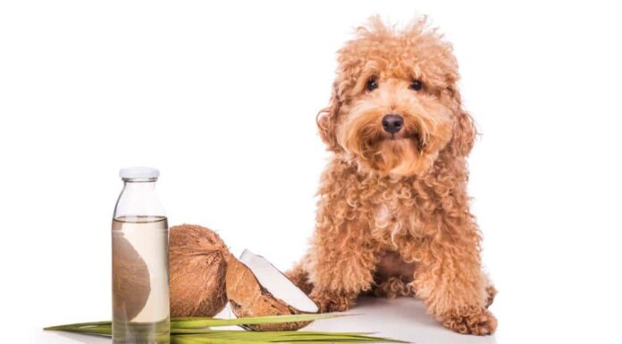 Olio di cocco nei cani: pro, contro e quanto dare
