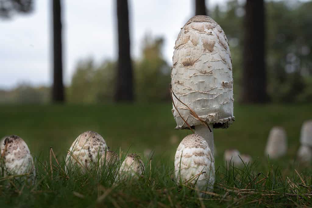 Funghi Shaggy Mane (Coprinus comatus) che crescono in un campo vicino agli alberi