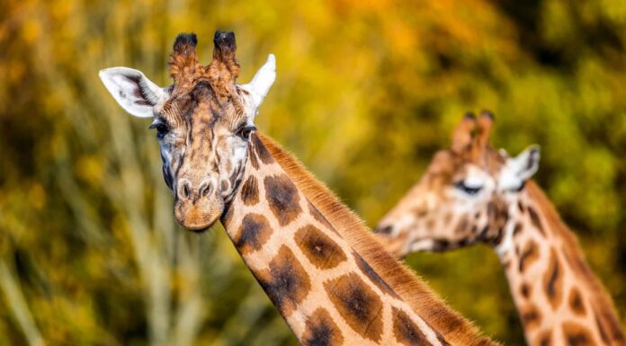 Corni di giraffa: come si chiamano e qual è il loro scopo?
