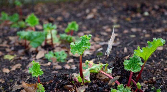 5 verdure da piantare a gennaio
