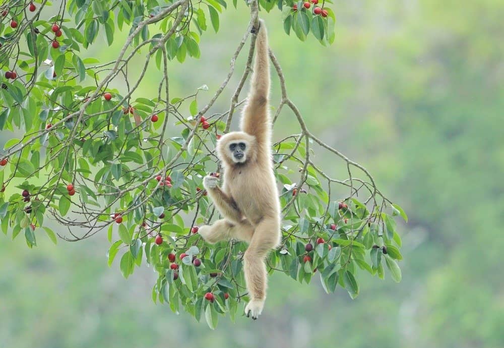 Gibbone comune, gibbone dalle mani bianche appeso al ramo di un albero