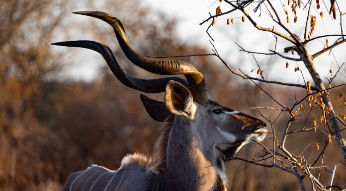 Il peggior giorno di sempre quando un Kudu combatte contemporaneamente cani selvatici, un ippopotamo e un coccodrillo
