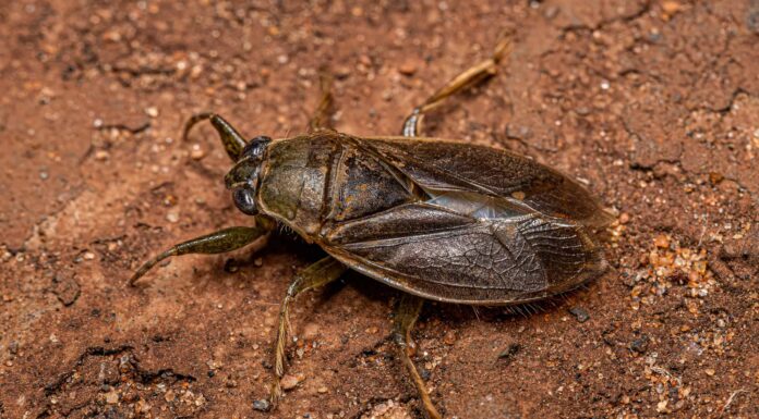 Scopri l'insetto acquatico che sembra uno scarafaggio (ma è molto diverso)
