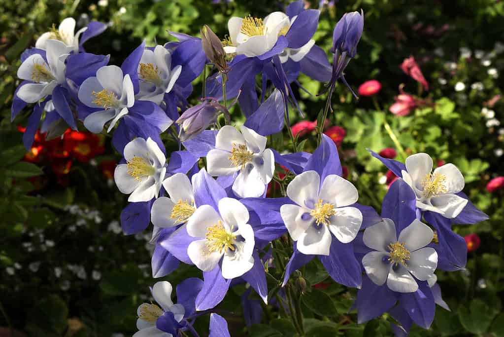 L'aquilegia blu del Colorado (Aquilegia caerulea) è il fiore dello stato del Colorado