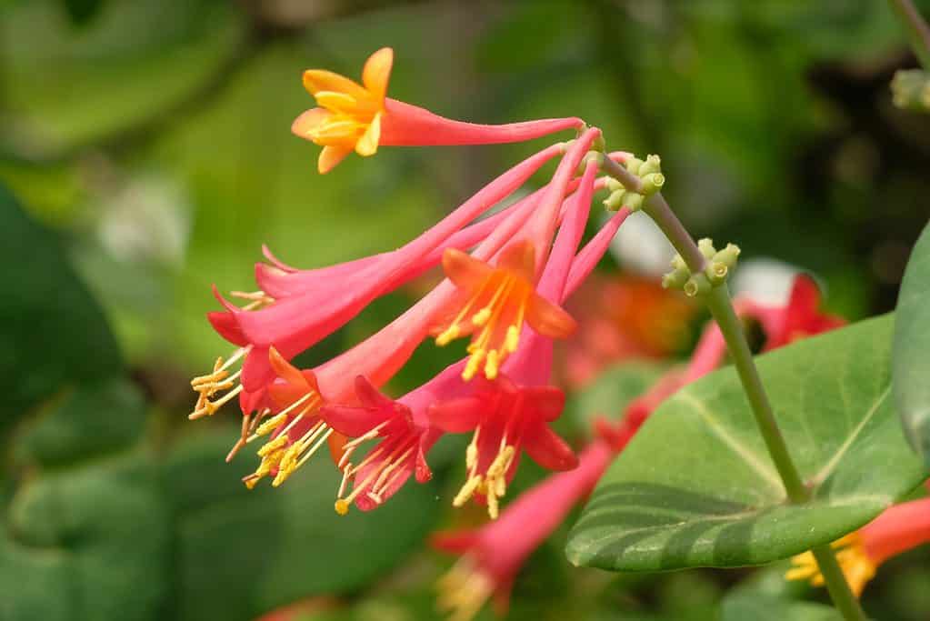 Tromba Caprifoglio (Lonicera sempervirens) in piena fioritura