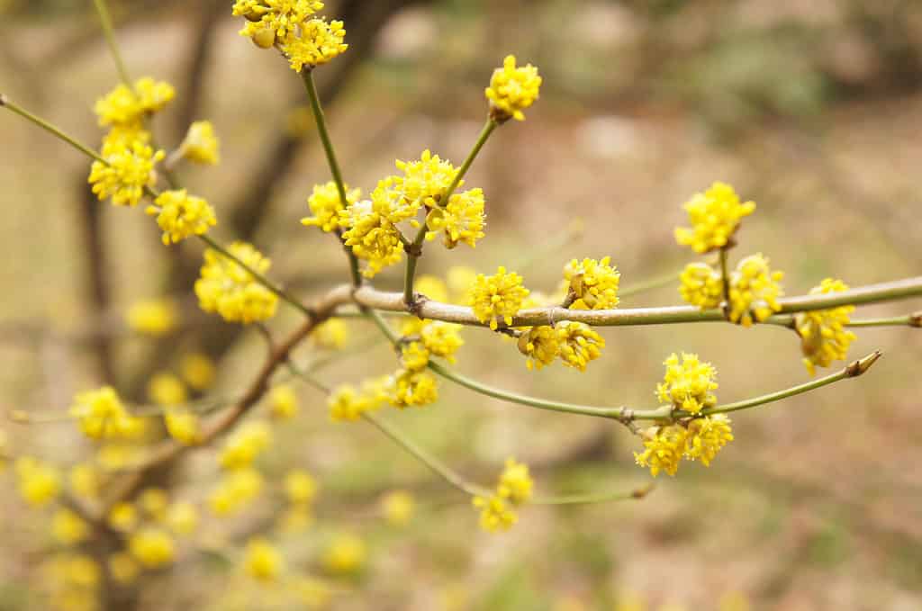 Spicebush (Lindera benzoino) con fiori gialli