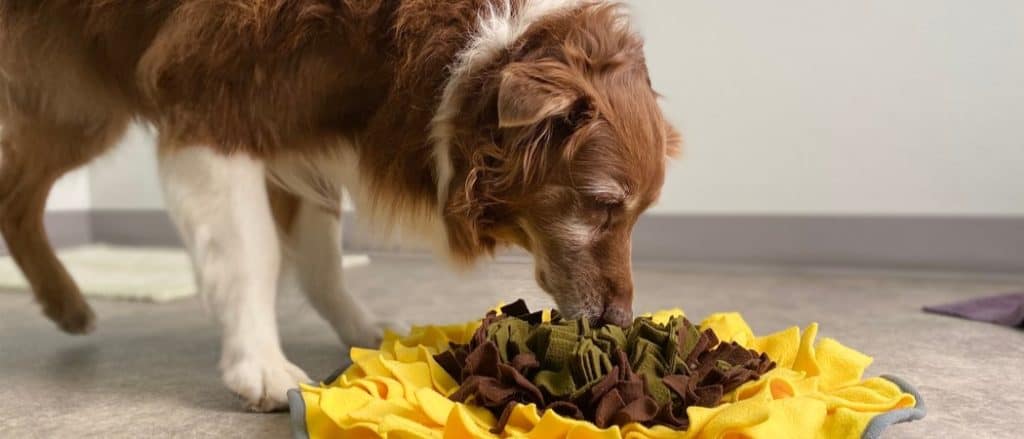 Cane che usa un tappetino per fiutare per mantenersi mentalmente stimolato