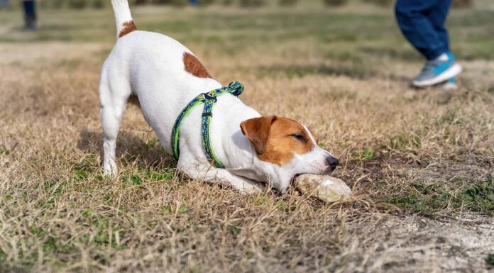 Perché i cani mangiano le pietre?
