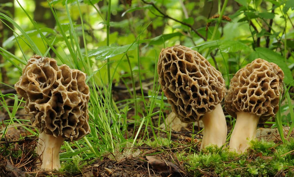 Il comune fungo spugnole che cresce in natura