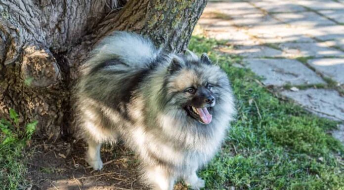 10 razze di cani pelosi più adorabili
