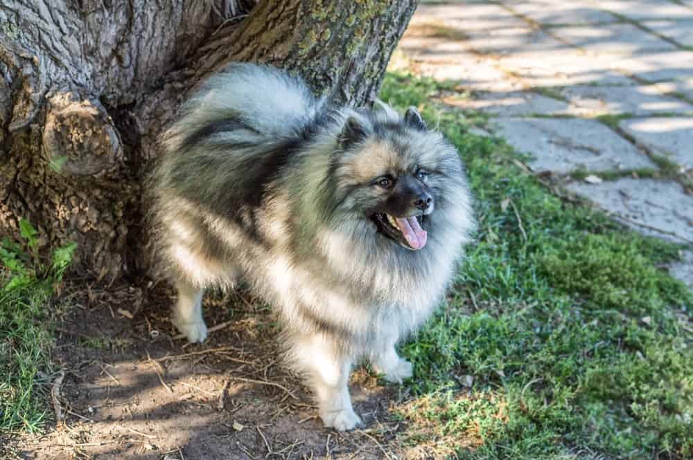 Keeshond contro Samoiedo