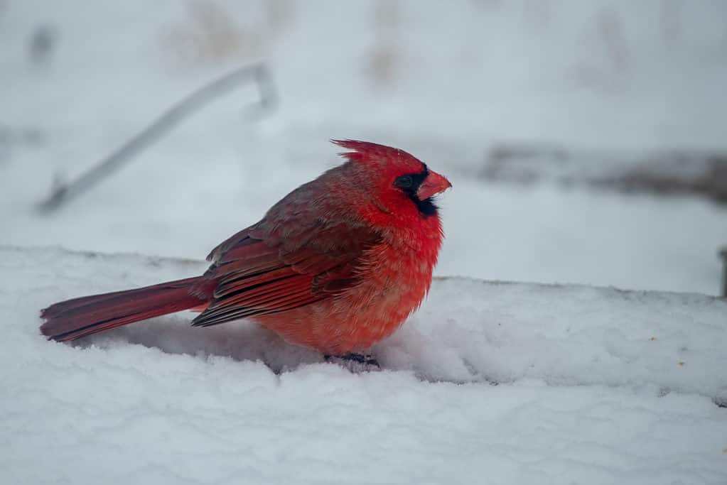 Cardinale settentrionale maschio nella neve del Missouri