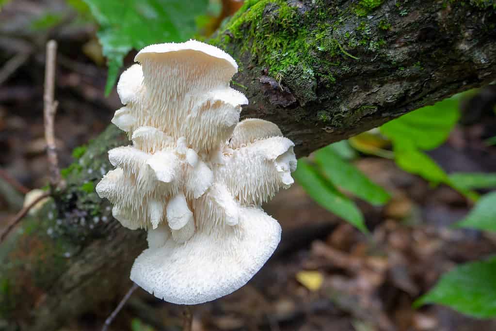 Il fungo della criniera del leone cresce sul lato di un albero di legno duro