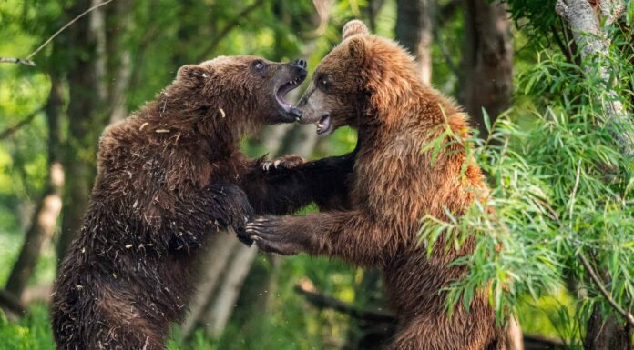 Le telecamere nascoste catturano il combattimento tra orsi più intenso che tu abbia mai visto
