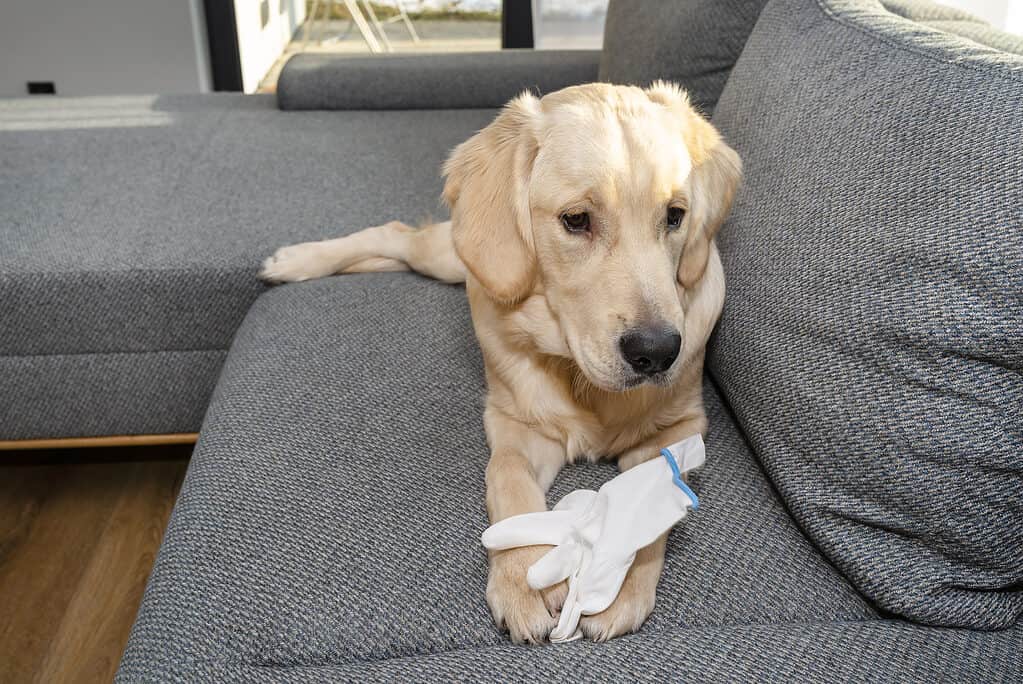 I cani cercano il nostro profumo che può includere i vestiti