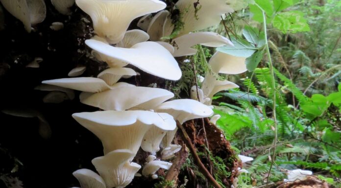 Funghi dell'ala d'angelo: una guida completa
