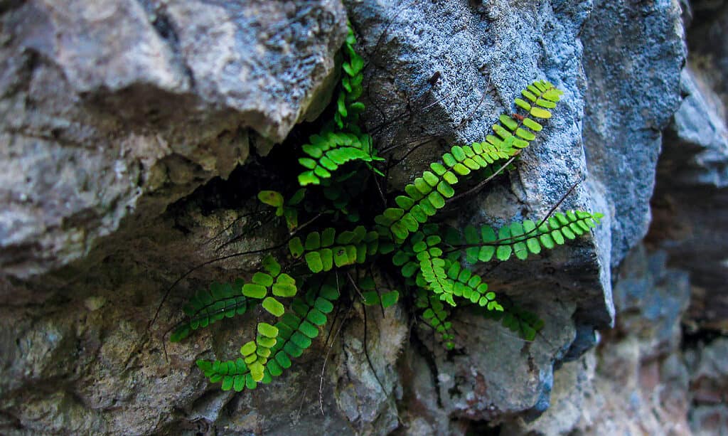 Ebano Spleenwort