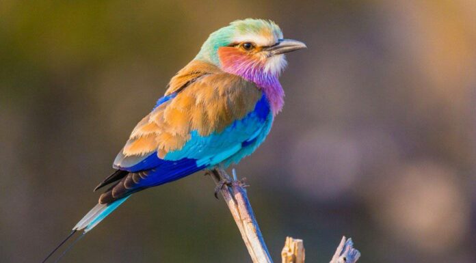 10 tipi di uccelli straordinariamente graziosi
