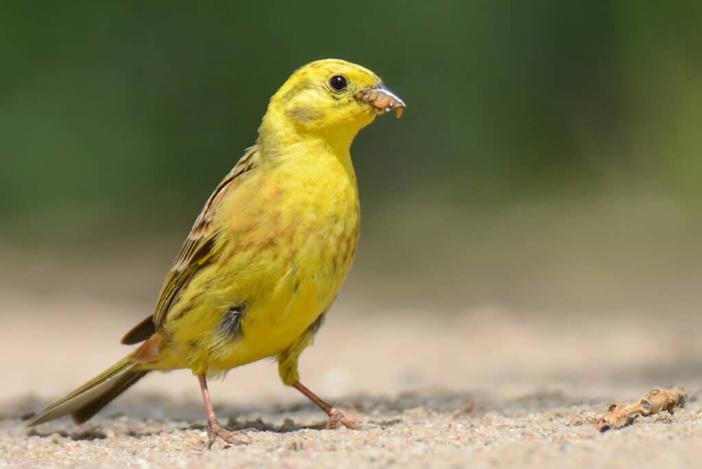 Zigolo giallo