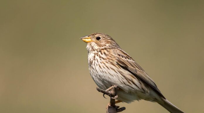 Corn Bunting (Miliaria calandra) is sitting on a beautiful background