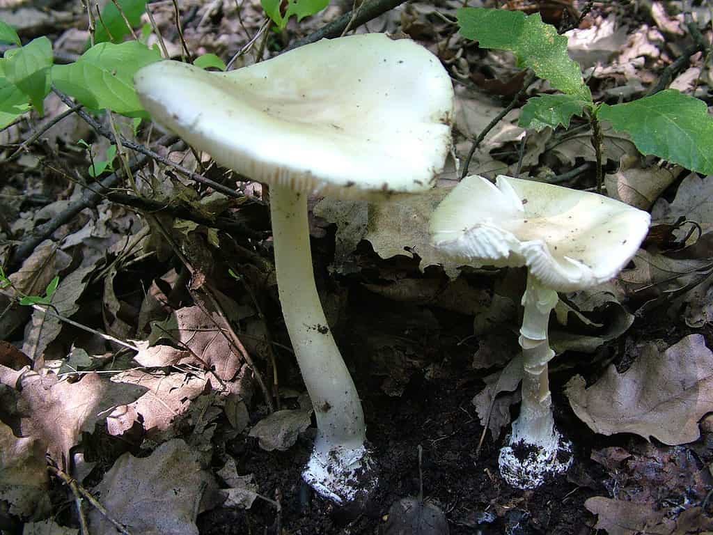 Il fungo dello sciocco (Amanita verna) è altamente velenoso