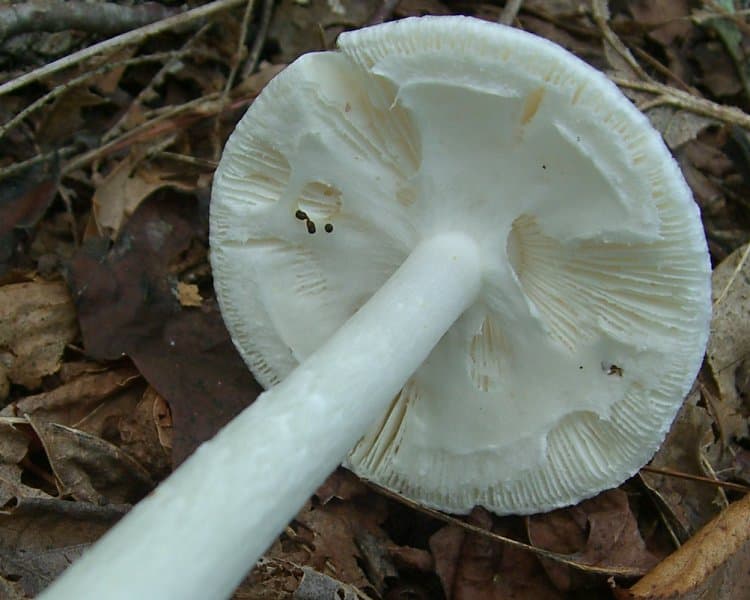 L'amanita virosa è una specie quasi identica al fungo dello sciocco