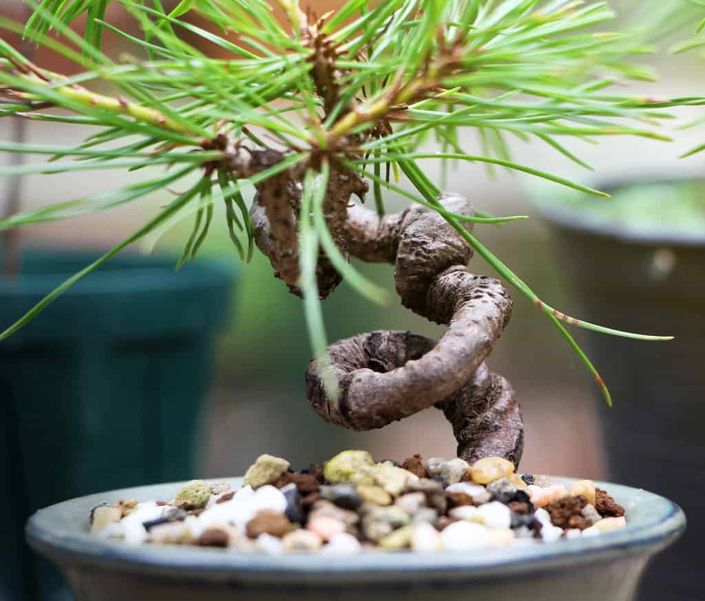   Terreno dell'albero dei bonsai