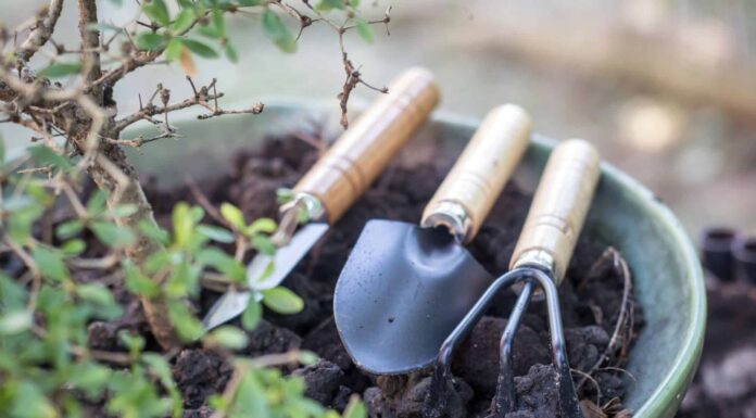  Bonsai Tree Soil