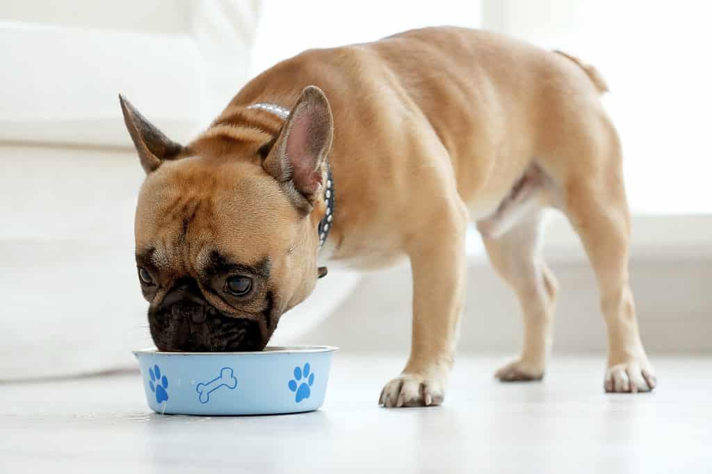 Bulldog francese che mangia dalla ciotola