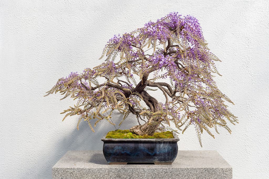 Bonsai in fiore