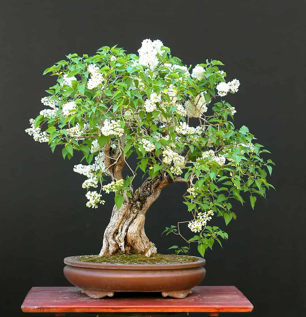 Bonsai in fiore