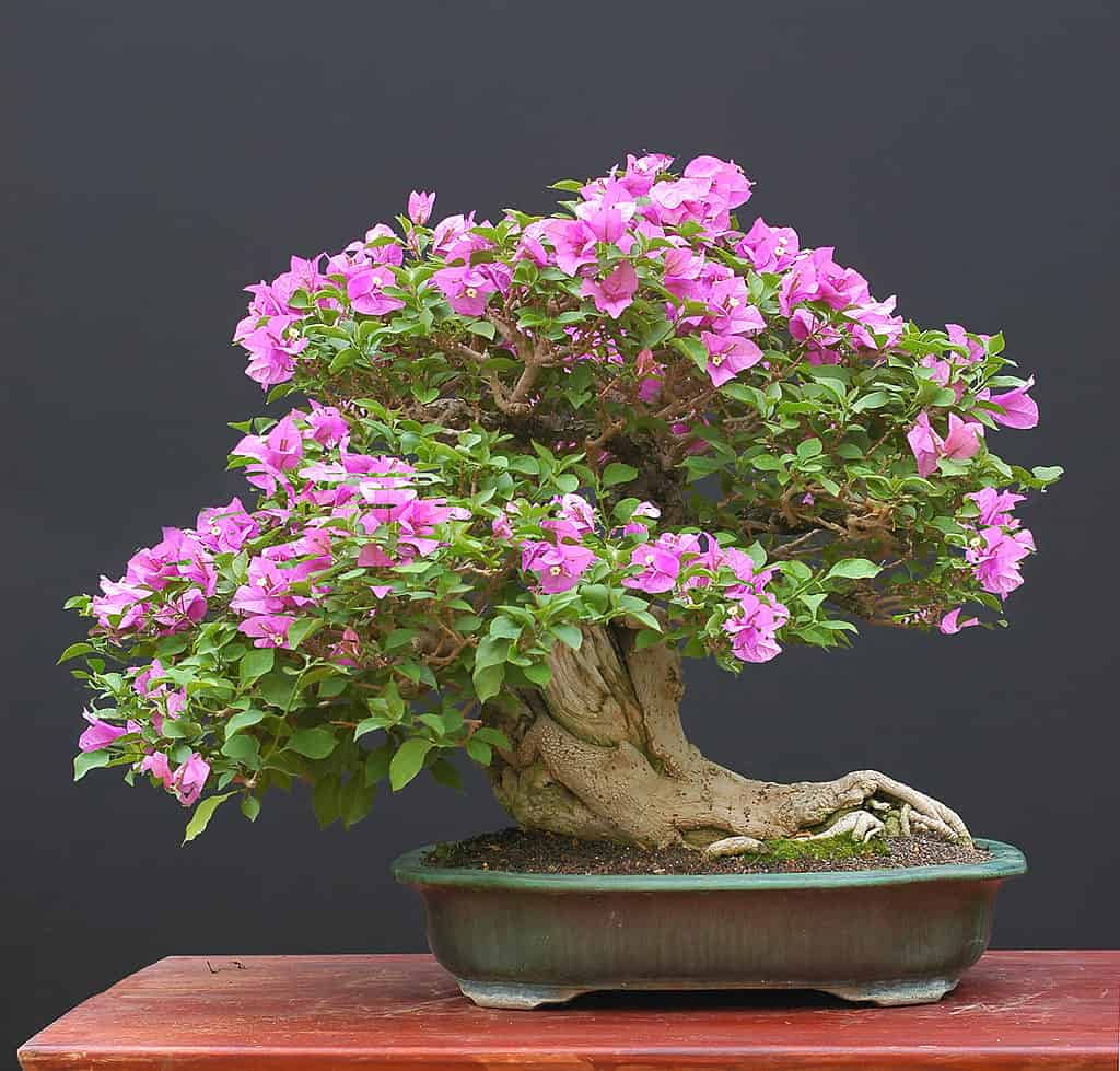 Bonsai in fiore